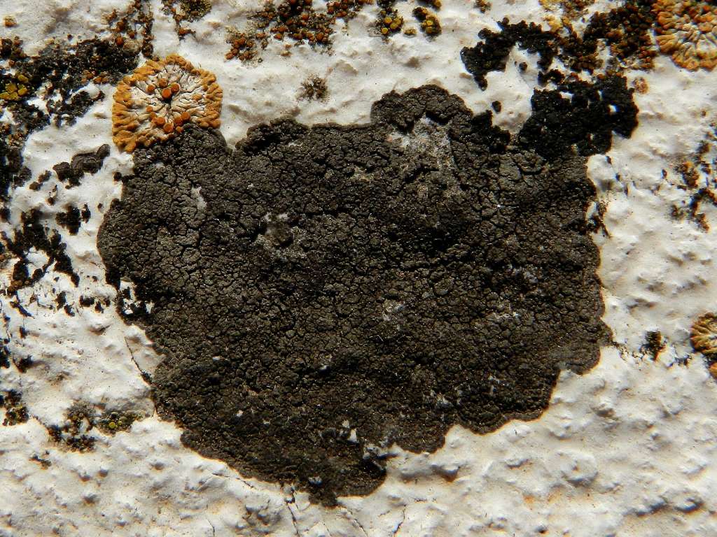 Lecanora sp. ?